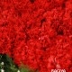 Carnations Cart