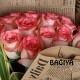 20 PINK ROSES BUNCH 20 PINK ROSES BUNCH